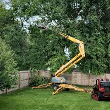 Best Tree Removal  in Santa Fe, NM