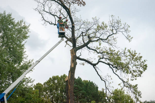 Best Commercial Tree Services  in Santa Fe, NM