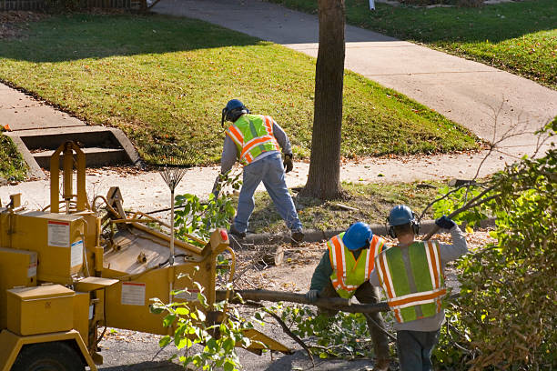 Best Hazardous Tree Removal  in Santa Fe, NM