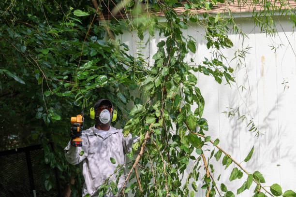 Reliable Santa Fe, NM Tree Removal Solutions
