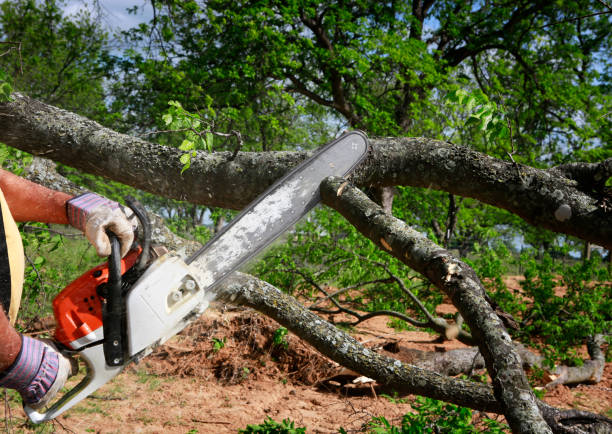 Best Tree Maintenance Programs  in Santa Fe, NM