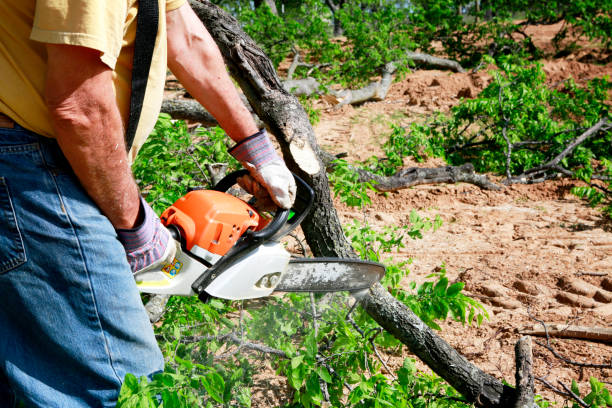 Best Lawn Watering Services  in Santa Fe, NM